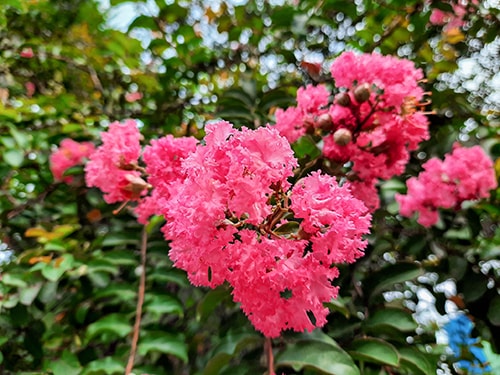 Samsung Galaxy A50s 64GB chính hãng, Giá rẻ, Sẵn hàng